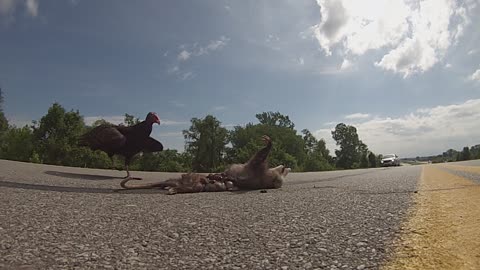 Road Kill Lunch