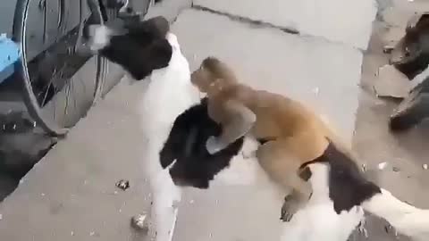 True ❤❤ friendship dog and monkey