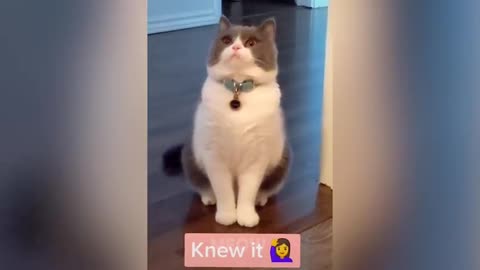 Funniest Cat Videos That Will Make You Laugh