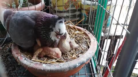 Cute pigeon feeding newborn pigeon babies