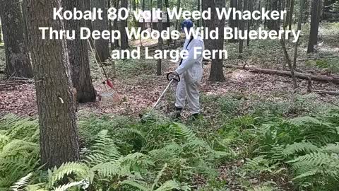 Kobalt 80 volt Weed Whacker thru Heavy Fern