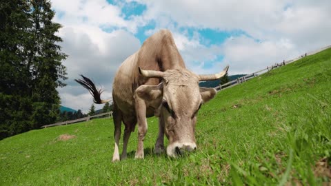 Alpine Cow is grazing on green Meadow hight in the Mountains near Forest