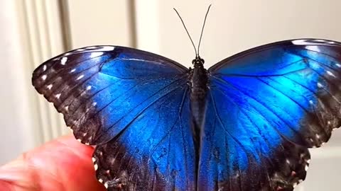 The most beautiful butterfly I see