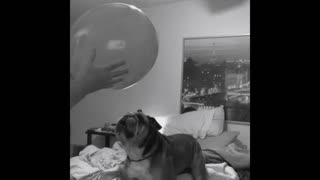 Frappuccino The English Bulldog and His Red Balloon