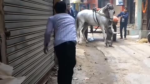 Dog Attacks Horse