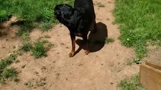 Rotties playing ball in the yard