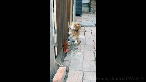 funny animal videos | cat and dog videos try not to laugh