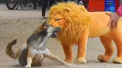 Troll Prank Dog Funny _ fake Lion and Fake Tiger Prank To dog _ Huge Box Prank to dog