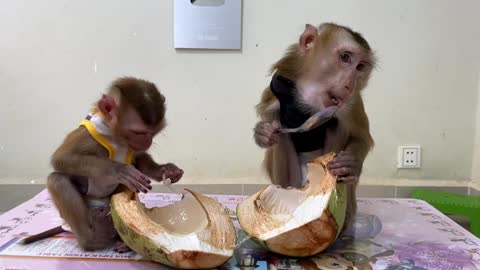 The smart monkey is eating coconut meat