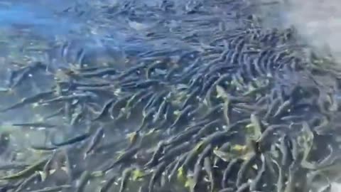 The migratory landscape of huang fish in Qinghai Lake