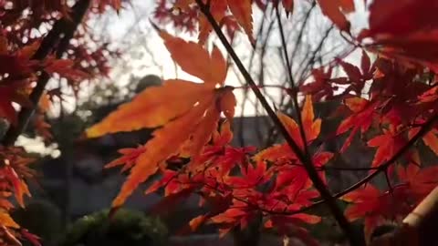 Autumn scenery of the Healing Department