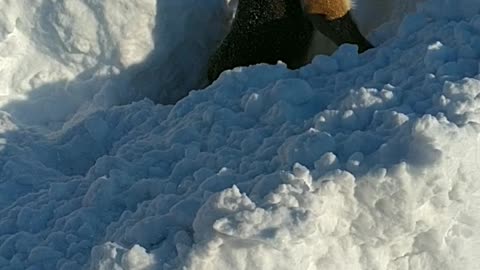 Chiborek searches for buried Treasure in the Snow