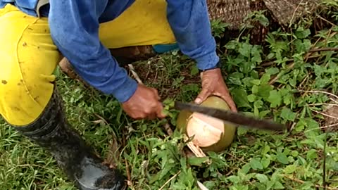 Young Coconut are everywhere..Natural water