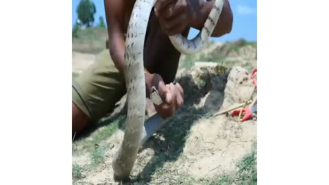 Awesome Easy Snake Trap - Creative Method DIY Snake Trap Using Cutter That Work 100%