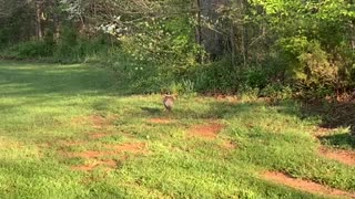 Released Ring Neck Pheasant in KY