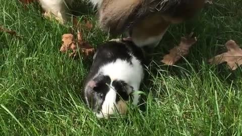 Dog licking guinea pig thinking it is a puppy