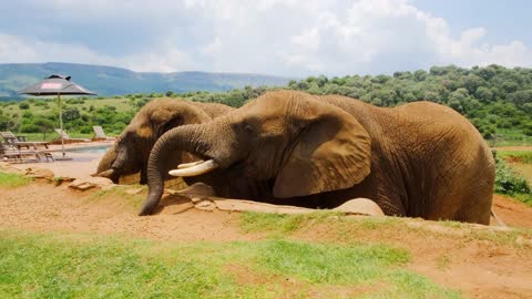 A Man Feeding The Elephants, Different life in the world