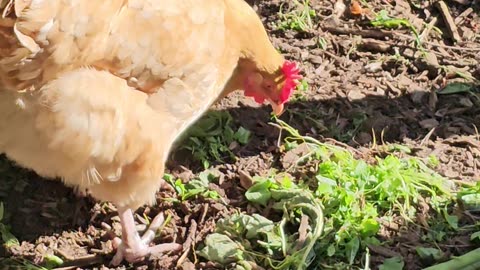 OMC! Whitey and friends slurping down their greens on a nice summer day!