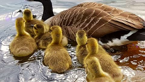 Sunshine Little Ducks 🦆