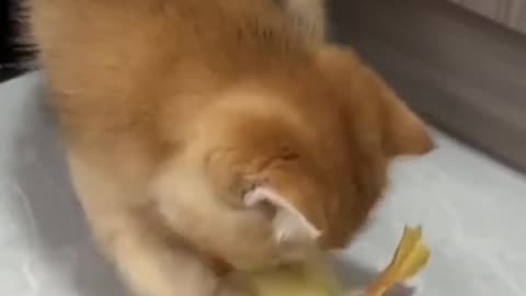 Kitten struggling to save ducking