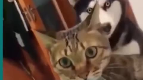 💞😆Cats and dogs fighting very funny😂-- Try not to laugh --#shorts