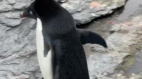 Penguins make you fall in love