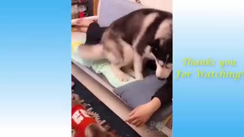 FUNNY CATS DAILY LIFE ACTIVITIES.