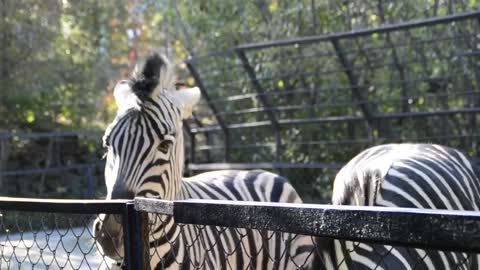 Feeding a Zebra at a Zoo