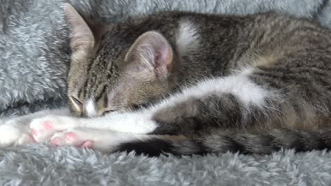 Cute Kitten Hides His Little Nose Behind His Paws