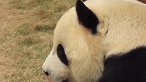 A giant panda has just had enough to eat