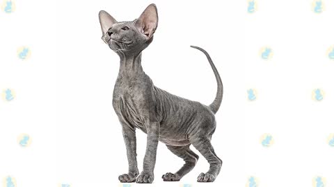 The Peterbald Cat 101