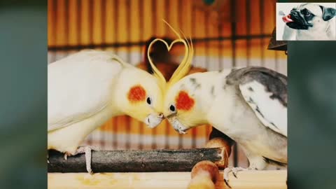 Smart parrot dancing and irritating to dog!