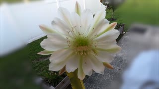 Night Blooming Cactus Time Lapse