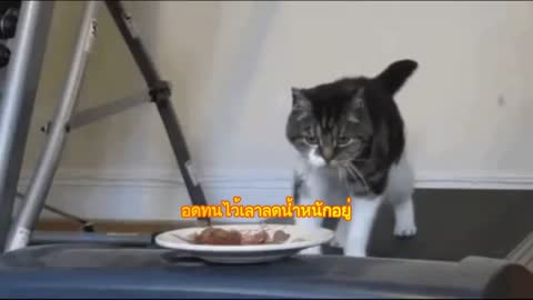 Cutest Adorable cat Training cat for loseweight cute scene