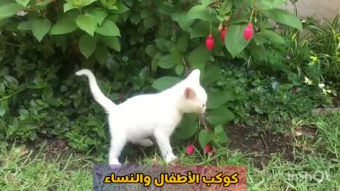 قطط كيوت مضحكة 😂😍🐈🐈🐈 قطط كيوت مضحكة 😂😍🐈🐈🐈