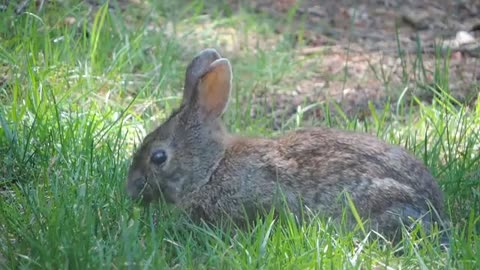 Funny and Cute Baby Bunny/Rabbit Videos