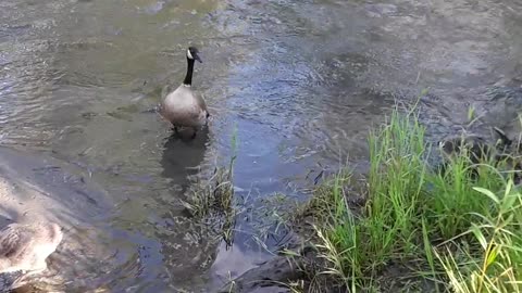 Human babies are infinitely more valuable than goslings, but they are cute too.