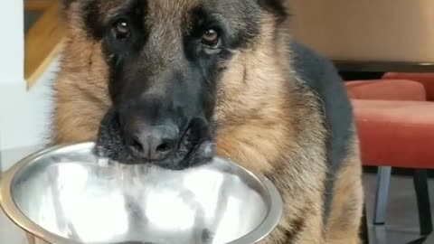 German Shepherd head tilts for more food