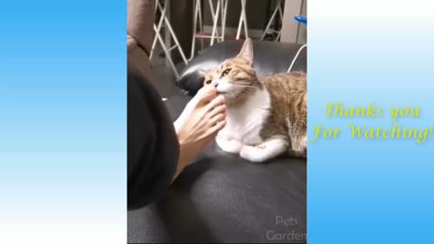 Compilation of cute and funny animals dog faints so as not to cut nails 😂😂 # friend Cat