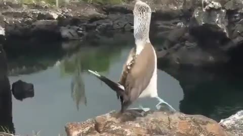 A blue-footed booby showing off its feet rather proudly