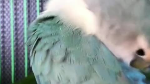 Parrot video funny