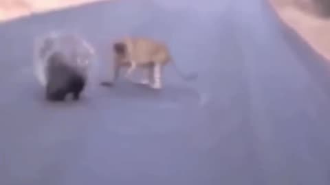 Leopard Vs Porcupine