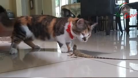 Insanely Funny, Super curious Cats | little cat playing with lizard