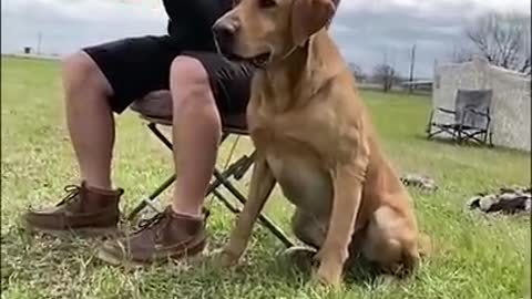 Dog Training videos 😍 like army dog