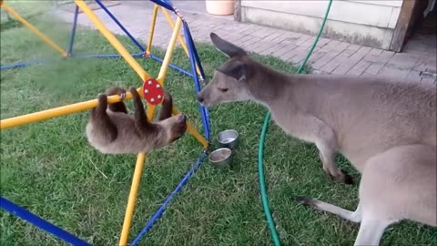 Baby Sloths on a Jungle Gym 🐨❤🐨