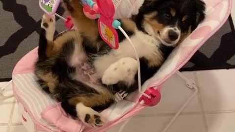 Puppy sits in baby swing and plays with baby's toys