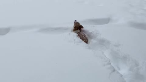 Corgi’s turn into bunnies!