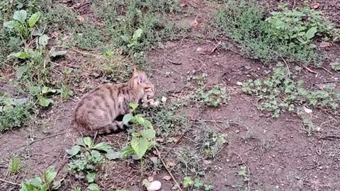 Cute kitten playing with chick.