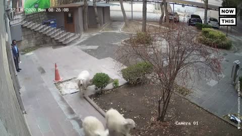 Wild Animals Storm City Hall in Turkey | NowThis