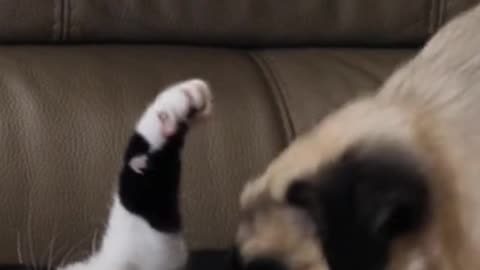 the cat playing with the dog's head